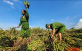 [Ảnh] Công an Thủ đô đội nắng, thâu đêm cứu lúa giúp nông dân trong khu phong tỏa