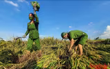 [Ảnh] Công an Thủ đô đội nắng, thâu đêm cứu lúa giúp nông dân trong khu phong tỏa