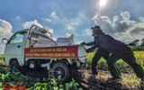 [Ảnh] Công an Thủ đô đội nắng, thâu đêm cứu lúa giúp nông dân trong khu phong tỏa