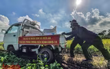[Ảnh] Công an Thủ đô đội nắng, thâu đêm cứu lúa giúp nông dân trong khu phong tỏa