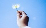 Xao xuyến hình ảnh thiếu nữ Hà Thành bên cúc họa mi gọi Đông về trên phố
