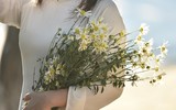 Xao xuyến hình ảnh thiếu nữ Hà Thành bên cúc họa mi gọi Đông về trên phố