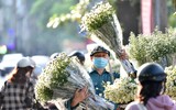 Xao xuyến hình ảnh thiếu nữ Hà Thành bên cúc họa mi gọi Đông về trên phố