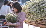Xao xuyến hình ảnh thiếu nữ Hà Thành bên cúc họa mi gọi Đông về trên phố