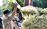 Xao xuyến hình ảnh thiếu nữ Hà Thành bên cúc họa mi gọi Đông về trên phố