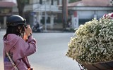 Xao xuyến hình ảnh thiếu nữ Hà Thành bên cúc họa mi gọi Đông về trên phố