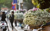 Xao xuyến hình ảnh thiếu nữ Hà Thành bên cúc họa mi gọi Đông về trên phố