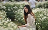 Ngắm thiếu nữ Hà Nội đẹp mơ màng trên cánh đồng cúc họa mi ven sông Hồng