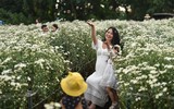 Ngắm thiếu nữ Hà Nội đẹp mơ màng trên cánh đồng cúc họa mi ven sông Hồng