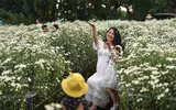 Ngắm thiếu nữ Hà Nội đẹp mơ màng trên cánh đồng cúc họa mi ven sông Hồng