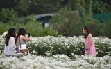 Ngắm thiếu nữ Hà Nội đẹp mơ màng trên cánh đồng cúc họa mi ven sông Hồng