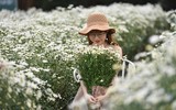 Ngắm thiếu nữ Hà Nội đẹp mơ màng trên cánh đồng cúc họa mi ven sông Hồng