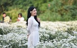 Ngắm thiếu nữ Hà Nội đẹp mơ màng trên cánh đồng cúc họa mi ven sông Hồng