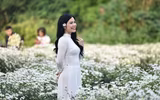 Ngắm thiếu nữ Hà Nội đẹp mơ màng trên cánh đồng cúc họa mi ven sông Hồng