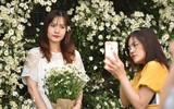 Ngắm thiếu nữ Hà Nội đẹp mơ màng trên cánh đồng cúc họa mi ven sông Hồng