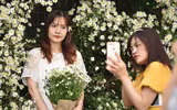 Ngắm thiếu nữ Hà Nội đẹp mơ màng trên cánh đồng cúc họa mi ven sông Hồng