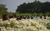 Ngắm thiếu nữ Hà Nội đẹp mơ màng trên cánh đồng cúc họa mi ven sông Hồng