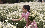 Ngắm thiếu nữ Hà Nội đẹp mơ màng trên cánh đồng cúc họa mi ven sông Hồng
