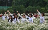 Ngắm thiếu nữ Hà Nội đẹp mơ màng trên cánh đồng cúc họa mi ven sông Hồng