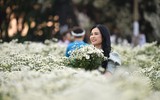 Ngắm thiếu nữ Hà Nội đẹp mơ màng trên cánh đồng cúc họa mi ven sông Hồng