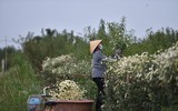 Ngắm thiếu nữ Hà Nội đẹp mơ màng trên cánh đồng cúc họa mi ven sông Hồng