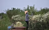 Ngắm thiếu nữ Hà Nội đẹp mơ màng trên cánh đồng cúc họa mi ven sông Hồng