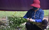 Ngắm thiếu nữ Hà Nội đẹp mơ màng trên cánh đồng cúc họa mi ven sông Hồng