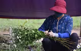 Ngắm thiếu nữ Hà Nội đẹp mơ màng trên cánh đồng cúc họa mi ven sông Hồng