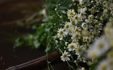 Ngắm thiếu nữ Hà Nội đẹp mơ màng trên cánh đồng cúc họa mi ven sông Hồng