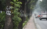 Hà Nội: Toàn cảnh đường Hoàng Quốc Việt trước khi xén giải phân cách để giảm ùn tắc giao thông