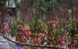 Hoa đào tươi thắm mang Xuân về phố phường Hà Nội bất chấp Covid-19