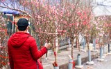 Hoa đào tươi thắm mang Xuân về phố phường Hà Nội bất chấp Covid-19