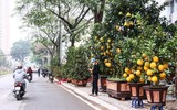 Hoa đào tươi thắm mang Xuân về phố phường Hà Nội bất chấp Covid-19
