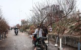 Hoa đào tươi thắm mang Xuân về phố phường Hà Nội bất chấp Covid-19