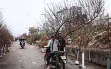 Hoa đào tươi thắm mang Xuân về phố phường Hà Nội bất chấp Covid-19