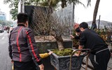 Hoa đào tươi thắm mang Xuân về phố phường Hà Nội bất chấp Covid-19