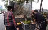 Hoa đào tươi thắm mang Xuân về phố phường Hà Nội bất chấp Covid-19