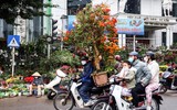 Hoa đào tươi thắm mang Xuân về phố phường Hà Nội bất chấp Covid-19