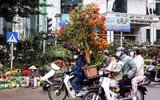 Hoa đào tươi thắm mang Xuân về phố phường Hà Nội bất chấp Covid-19
