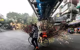Hoa đào tươi thắm mang Xuân về phố phường Hà Nội bất chấp Covid-19