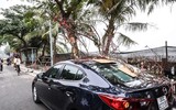 Hoa đào tươi thắm mang Xuân về phố phường Hà Nội bất chấp Covid-19