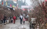 Hoa đào tươi thắm mang Xuân về phố phường Hà Nội bất chấp Covid-19