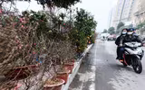 Hoa đào tươi thắm mang Xuân về phố phường Hà Nội bất chấp Covid-19