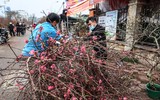 Hoa đào tươi thắm mang Xuân về phố phường Hà Nội bất chấp Covid-19