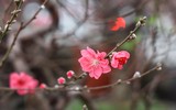 Hoa đào tươi thắm mang Xuân về phố phường Hà Nội bất chấp Covid-19