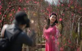 Ngắm đào Nhật Tân đẹp như tranh, đào thất thốn hơn 200 triệu bán ở vỉa hè Hà Nội