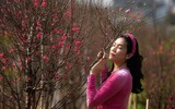 Ngắm đào Nhật Tân đẹp như tranh, đào thất thốn hơn 200 triệu bán ở vỉa hè Hà Nội