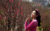 Ngắm đào Nhật Tân đẹp như tranh, đào thất thốn hơn 200 triệu bán ở vỉa hè Hà Nội