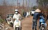 Ngắm đào Nhật Tân đẹp như tranh, đào thất thốn hơn 200 triệu bán ở vỉa hè Hà Nội