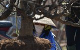 Ngắm đào Nhật Tân đẹp như tranh, đào thất thốn hơn 200 triệu bán ở vỉa hè Hà Nội
